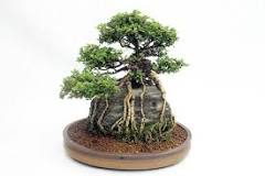 what-is-the-best-bonsai-tree-for-beginners