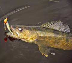 Walleye Fishing Methods Explained