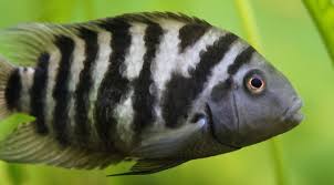 15 Awesome Types Of Cichlids For Your Tank Cichlid Species