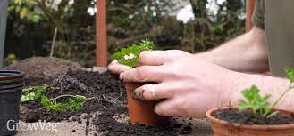 Start A Herb Garden On A Budget
