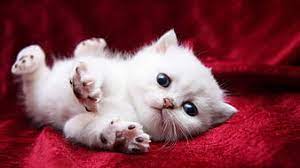 hd white baby kitten wallpapers peakpx