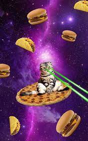 hd taco cat wallpapers peakpx