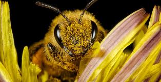 10 datos sorprendentes sobre las abejas | National Geographic en Español