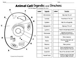 Plant And Animal Cell Organelles And Structures Worksheets