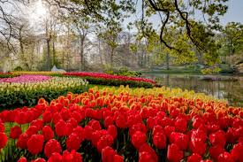 Discover keukenhof, the most beautiful spring garden in the world!. Keukenhof 2021 Der Blumenpark Im Uberblick