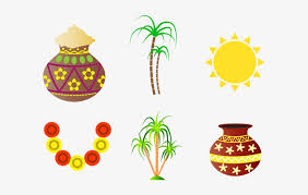 Apply suitable colors to the pongal pot. Pongal Sugar Cane Png Pongal Png Transparent Png 700x490 Free Download On Nicepng