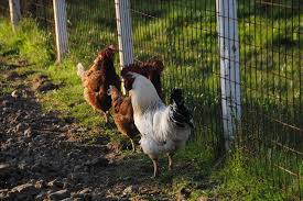 First, use the search function. 11 Reasons Why Chickens Make Great Pets Know Your Chickens