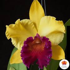 Explore mauro rosim's photos on flickr. Cattleya Labiata Adulta Nilton Orquideas