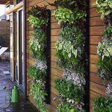 hanging and vertical garden वर ट कल