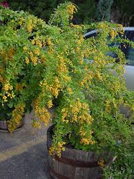 Duranta erecta 'gold edge' is a variety grown primarily for its foliage. Texas Superstar