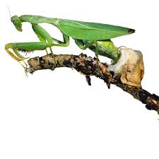 mantis facts what is a mantis dk