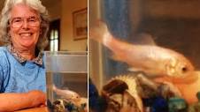 Oldest goldfish ever lived so long his scales turned silver ...