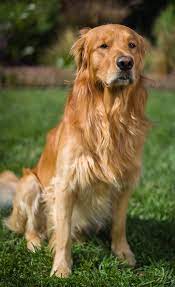 Why buy a golden retriever puppy for sale if you can adopt and save a life? Pictures Of Golden Retrievers Golden Retriever Photo Gallery