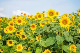 Enjoy Sunflowers Near Pittsburgh