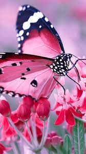 Pink Butterfly Wallpaper For Phone ...