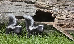 what to do about skunks modern dog