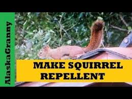 make squirrel repellent for gardens