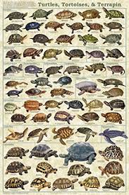Turtles Tortoises Terrapin Educational Science Animal Chart Print Poster 24x36 By Picture Peddler