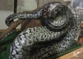 murray darling python and enclosure for