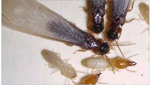 asian subterranean termites confirmed