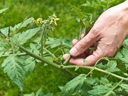 information about pruning tomato plants