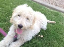 Mini goldendoodle puppies are fantastically equipped when it comes to qualities. Goldendoodle Puppies For Sale In Tucson Arizona Classified Americanlisted Com