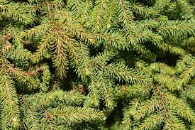 Great as hedge or specimen. 12 Spruce Tree And Shrub Types