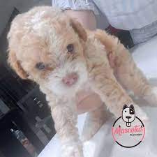 french poodle minitoy el mejor