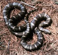 Eastern Milk Snake Fact Page Whats That Snake Oplin