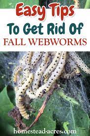 fall webworm control how to get rid