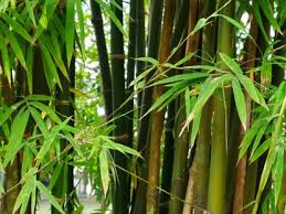 Grow And Care For Bamboo In The Garden