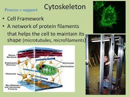 ppt plant cell powerpoint