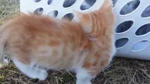 Find munchkin kitten in cats & kittens for rehoming | 🐱 find cats and kittens locally for sale or adoption in ontario : Munchkin Dwarf Rug Hugger 2014 Christmas Kittens For Sale Youtube