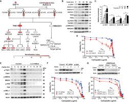 Inhibition Of Activin Signaling In Lung Adenocarcinoma