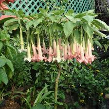 None the less, their common names are both angel trumpets. Angel S Trumpet Cool Plants Brugmansia Angel Trumpet