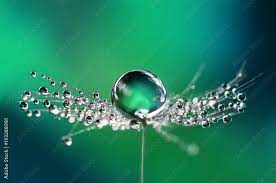 water drops on a dandelion seed macro