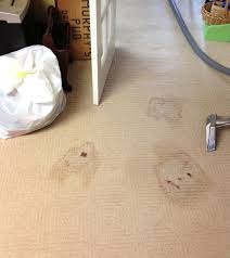 cleaning unusual carpet pet stains