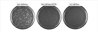 lb agar plates spread at various