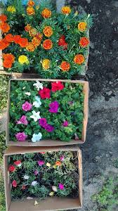 Липсват им красивите цветове на лятото, уханието на цветята, слънцето. Krasivi Cvetya Petuniya Bordyurna Verbena Bordyurna Facebook