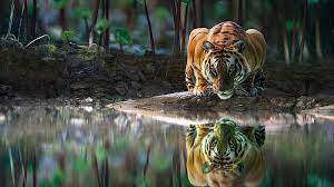 hd tiger drinking water wallpapers peakpx