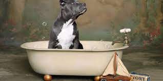 how to bathe your pit bull dogs love