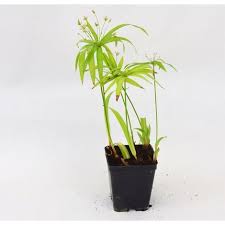 Buy the best and latest mondo piante on banggood.com offer the quality mondo piante on sale with worldwide free shipping. Mondo Piante Perenni Al Miglior Prezzo