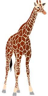 On se retrouve avec une girafe aux bonnes proportions qui a déjà plutôt fière allure, non ? Comment Dessiner Une Girafe Astucefree