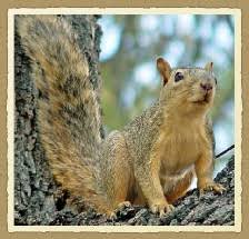 Squirrel Species Identification Tips