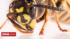 what s really the point of wasps bbc