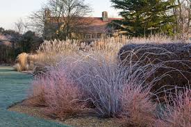 how to plan a winter garden from