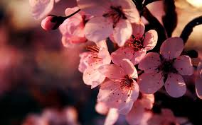 pink flowers wallpapers
