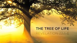 Image result for images tree of life revelation