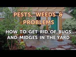 get rid of bugidges in the yard