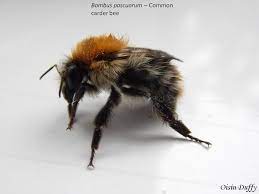 The common carder bee bombus pascuorum, a european bumblebee. Common Carder Bee Bombus Pascuorum Id Guide Bioweb Ie